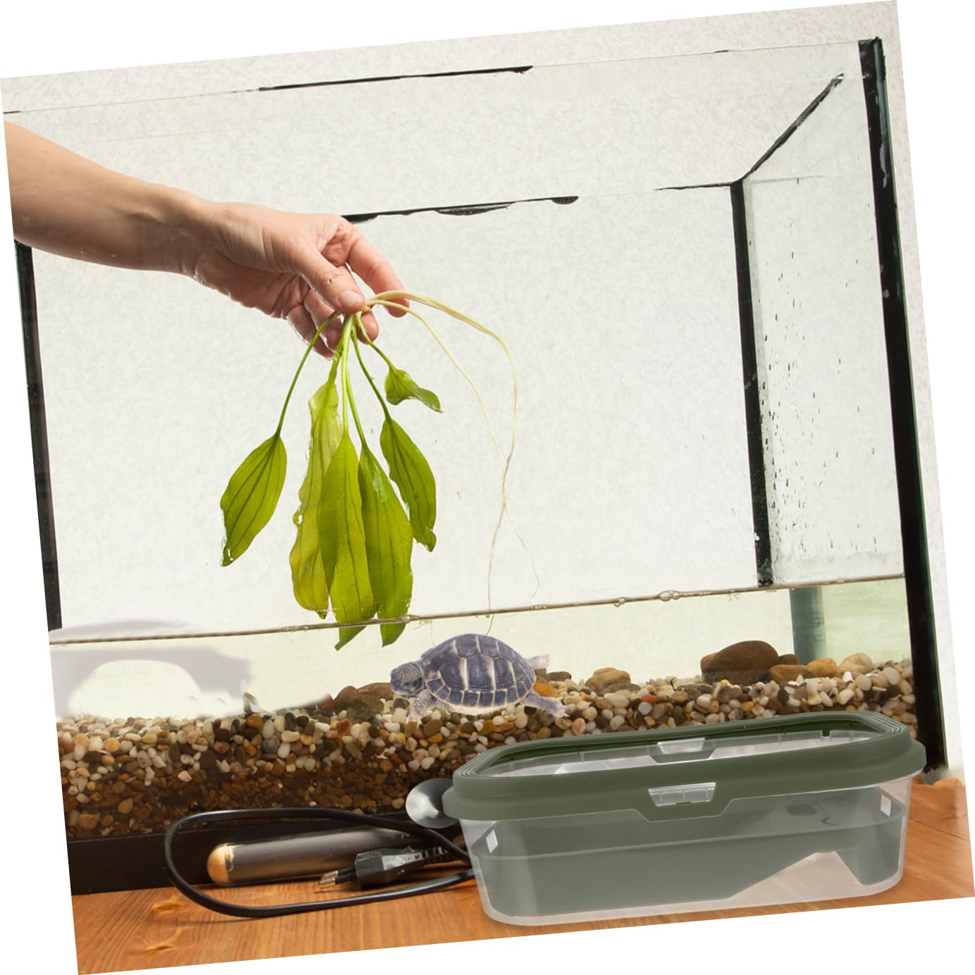 YARNOW Vasca per Tartarughe in Plastica Verde con Pedana e Cambio Acqua | Design Creativo, Uso Pratico Quotidiano, Facile da Pulire, Adatta a Tartarughe e Testuggini