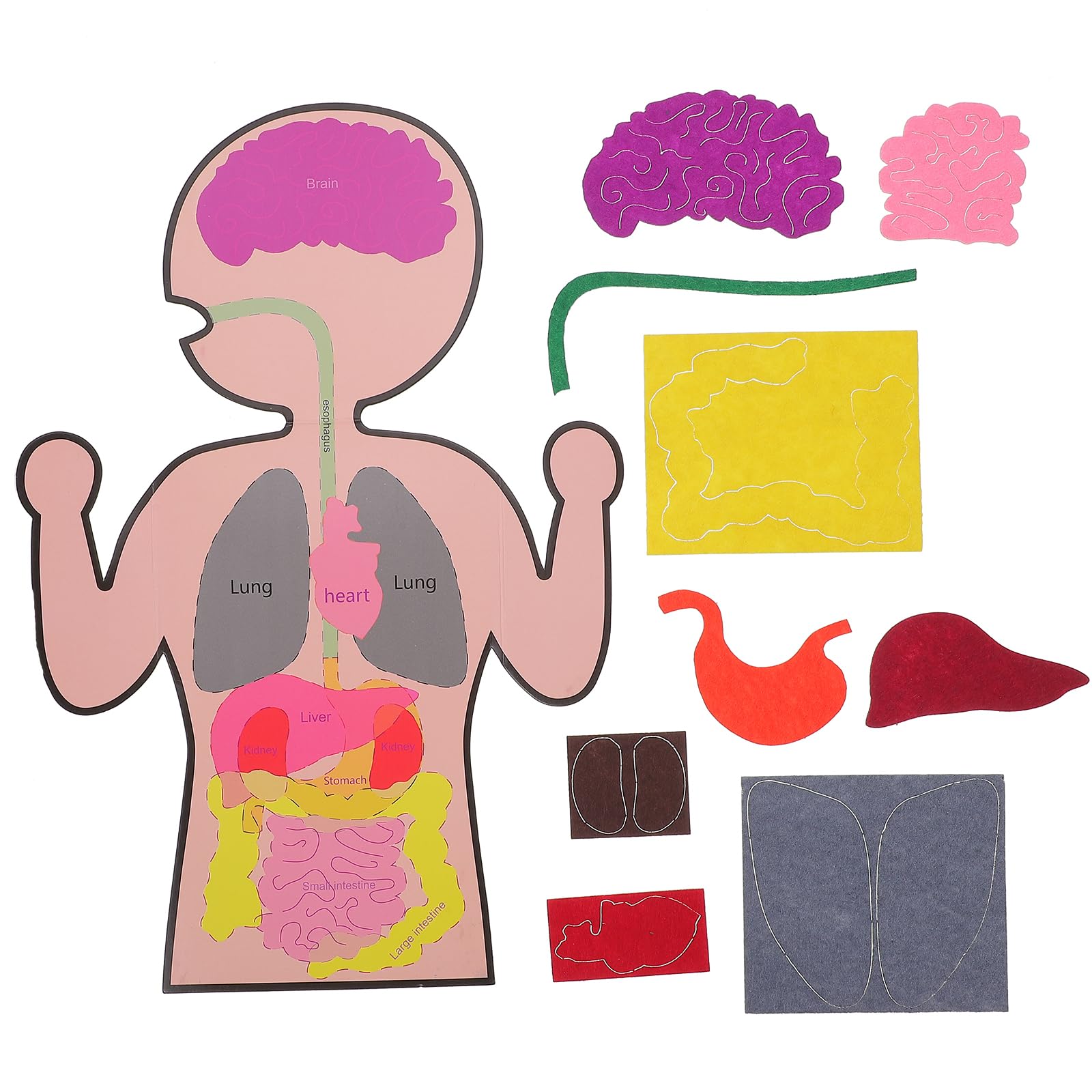 ifundom Diy Human Body Organ Model Educational Teaching Aid for Kids Preschool Learning Anatomy Science Kit 13X9X0.4 Inches