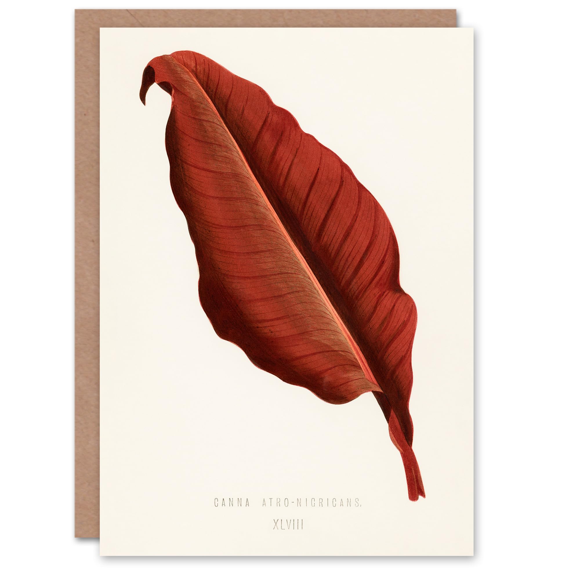Artery8 Shirley Hibberd Art Card Canna Vintage Botany Red Leaf
