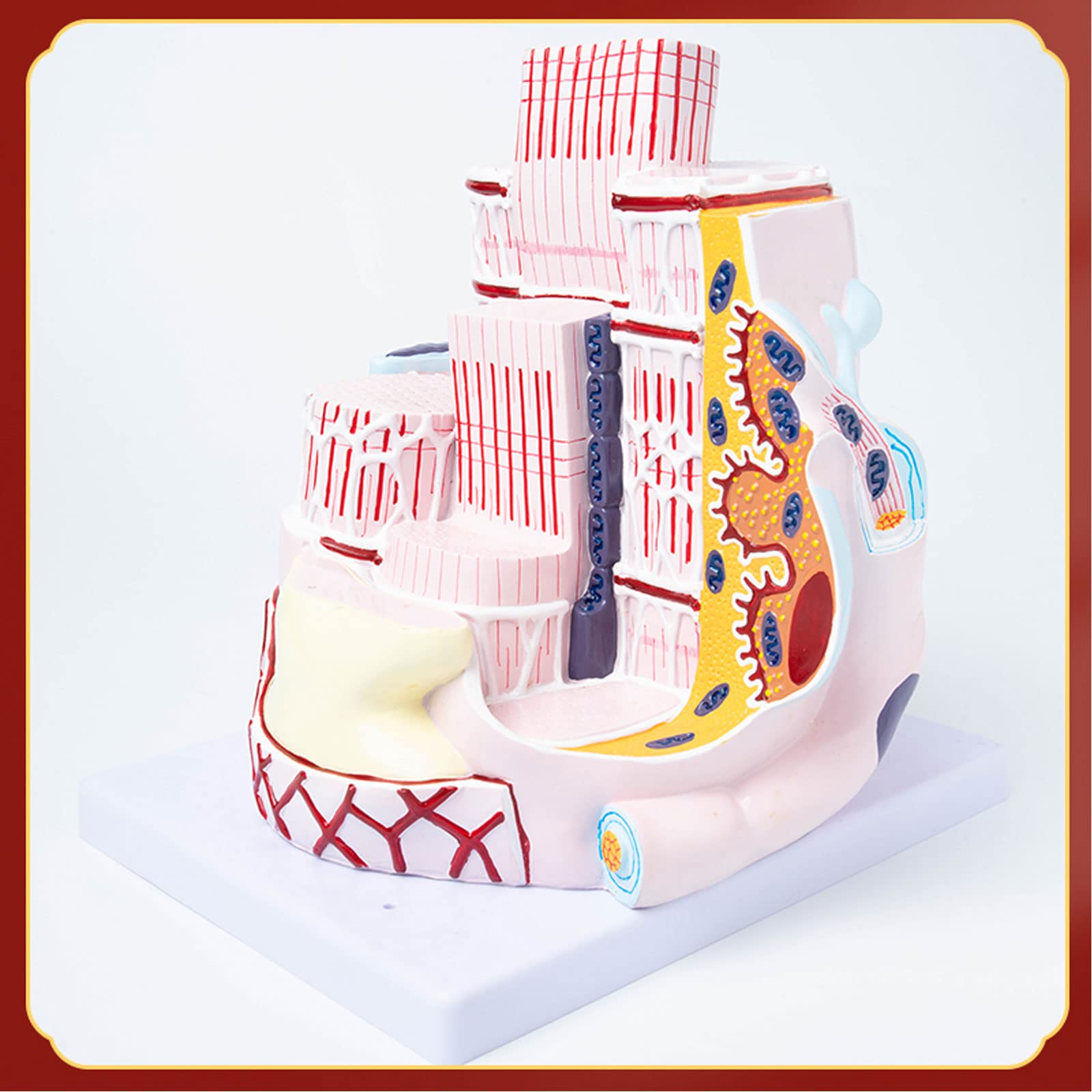 Micro Modelo Anatómico De Fibra Muscular Esquelética Humana Modelo De Anatomía 33X22,5X30 Cm