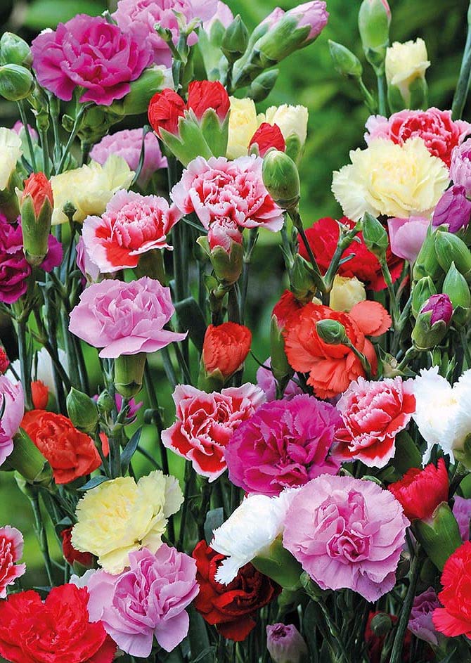 Real Seed Carnation Mixed Hybrid Imported Flower Seeds (B01M1YHNI1) Amazon Price History, Amazon Price Tracker