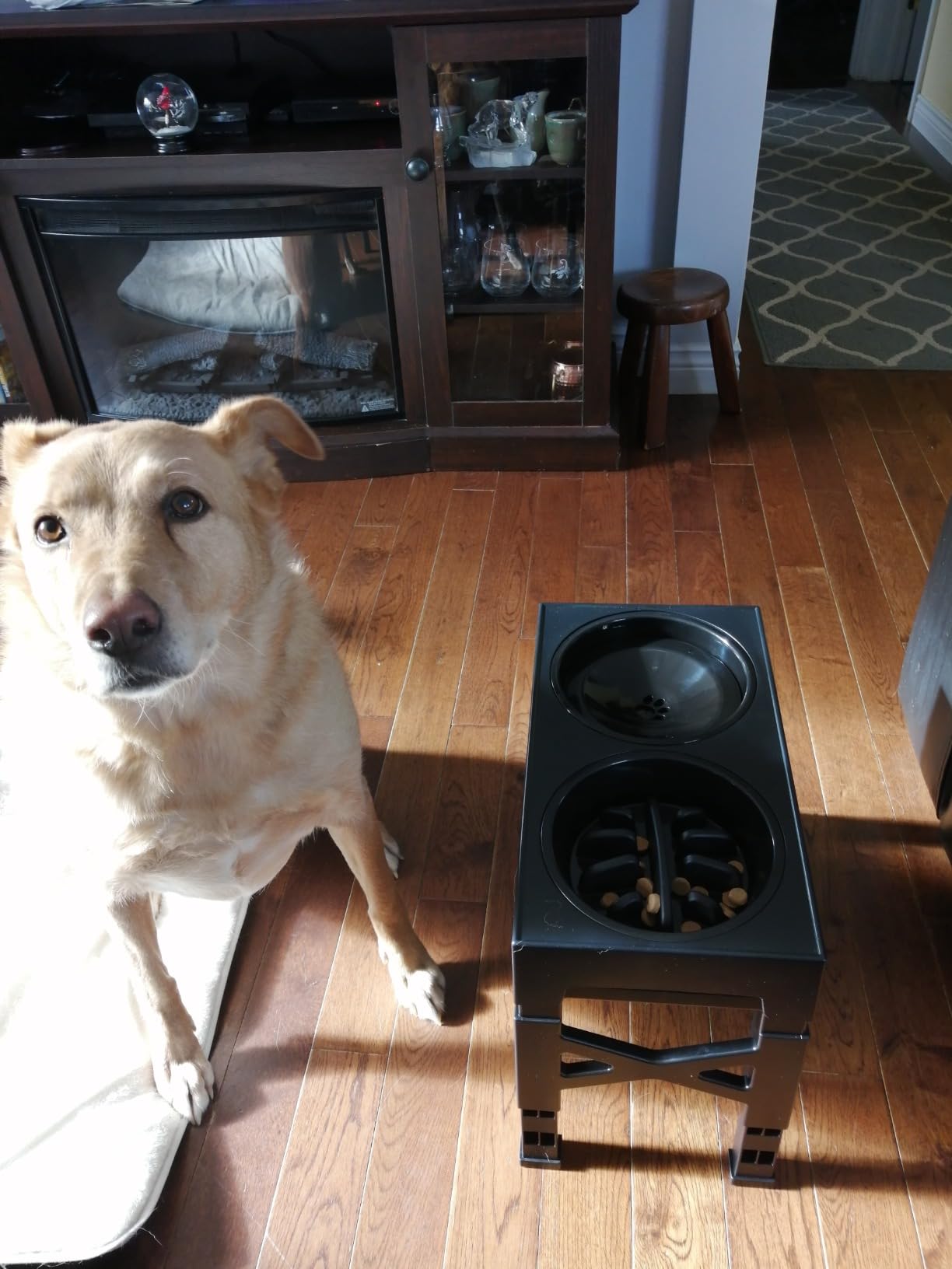 Elevated Dog Bowls, Dog Feeder with 1 Floating Water Bowls &1 Slow