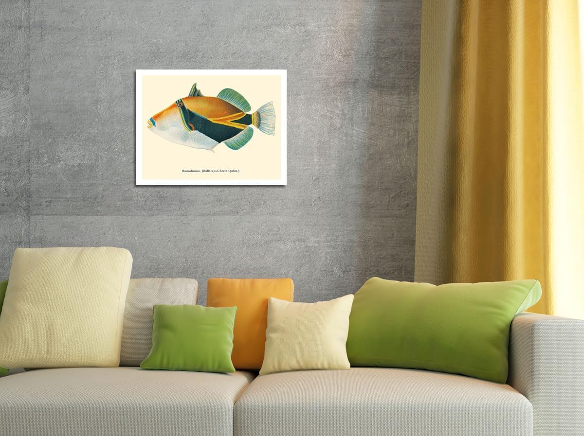 Humuhumunukunukuapua’a (Balistapus Rectangulus) - Hawaiian Reef Triggerfish - from Fishes of Hawaii - Vintage Hawaiian Color Postcard c.1905 - Bamboo Fine Art 290gsm Paper (Unframed) 12x16in