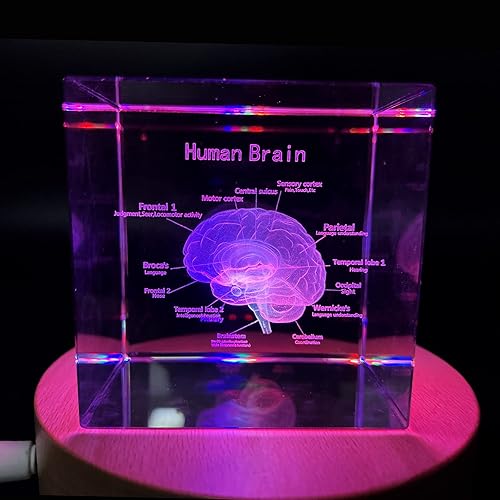 Miniatura 4 de XINDAM Cerebro humano 3D con etiquetas, modelo anatómico, estatua pisapapeles (grabado con láser) en cubo de cristal de cristal, regalo científico