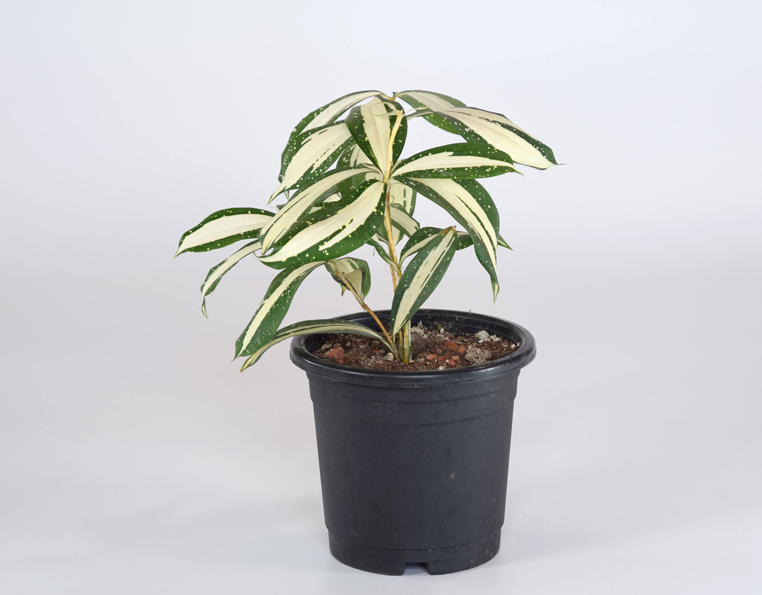 taxus baccata eibe Heimische Eibe / Taxus baccata online kaufen
