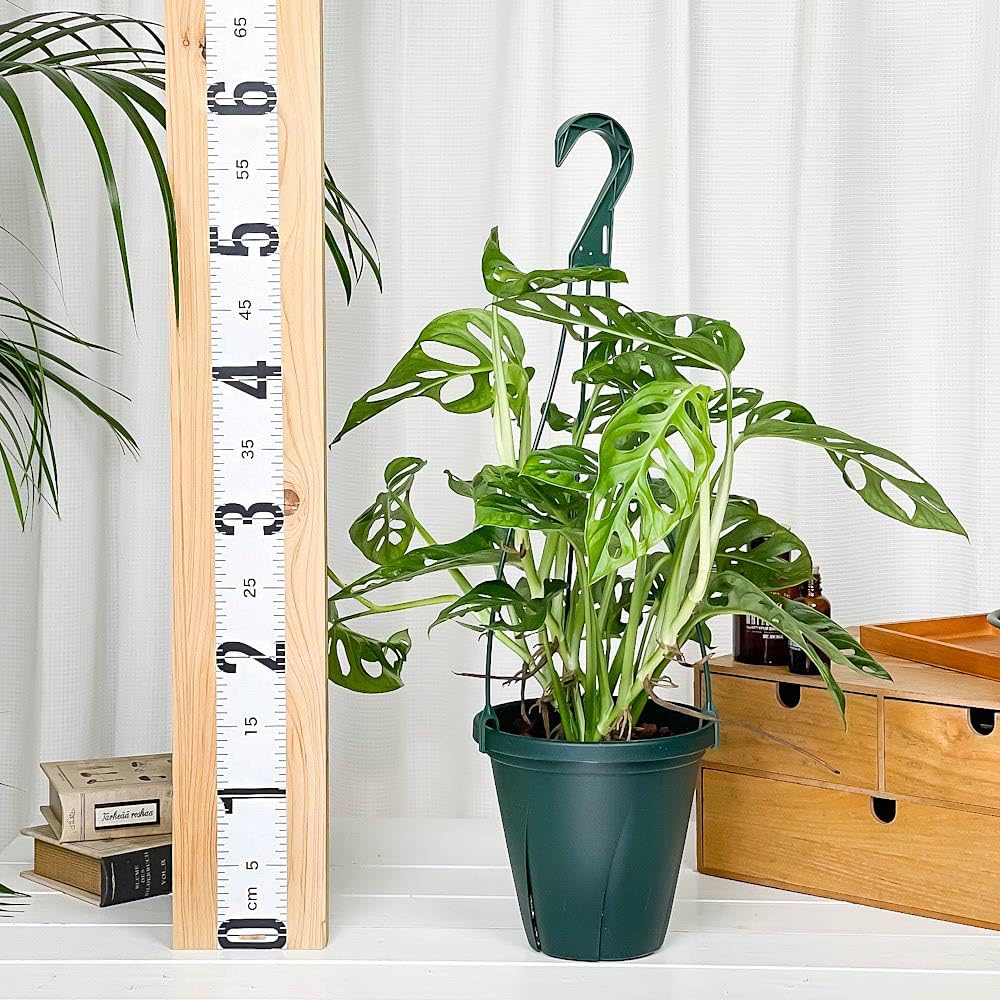 Amazon | PLANCHU 観葉植物 マドカズラ モンステラ フリードリヒスター