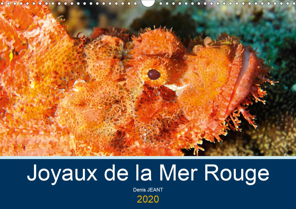 Buy Joyaux de la Mer Rouge 2020 Découvrez les fonds riches en couleurs