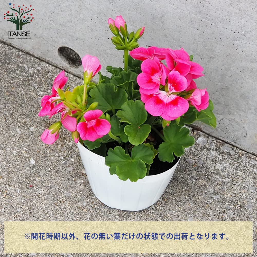 Amazon.co.jp: ゼラニウム・プリティーリトルピンク 3.5号ポット 4個
