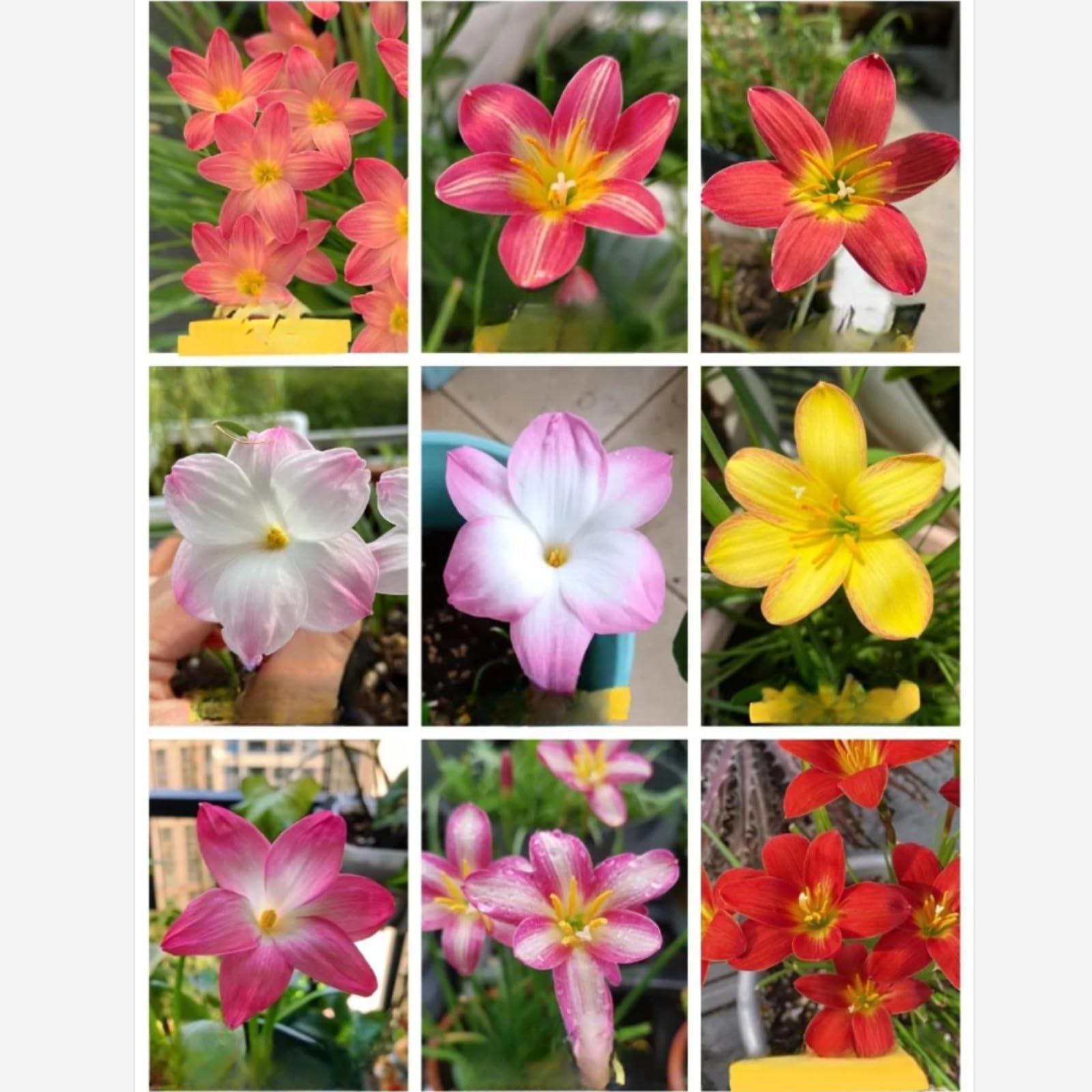 Rari Lampadine Profumate,Giglio Di Pioggia,Crescita Rapida Bellissimo Giardino.-15bulbi-C