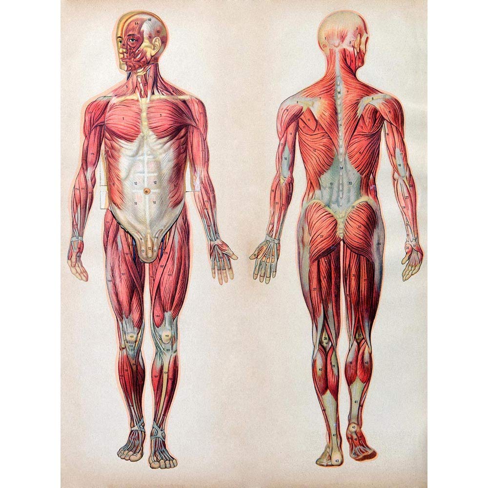Wee Blue Coo Human Body Anatomy Muscles Art Print Poster Wall Decor 12X16 Inch