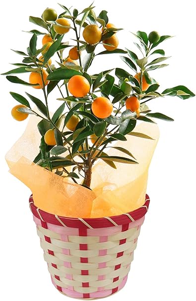 Amazon 金柑鉢植え 実付き果樹 花のギフト社 花 観葉植物