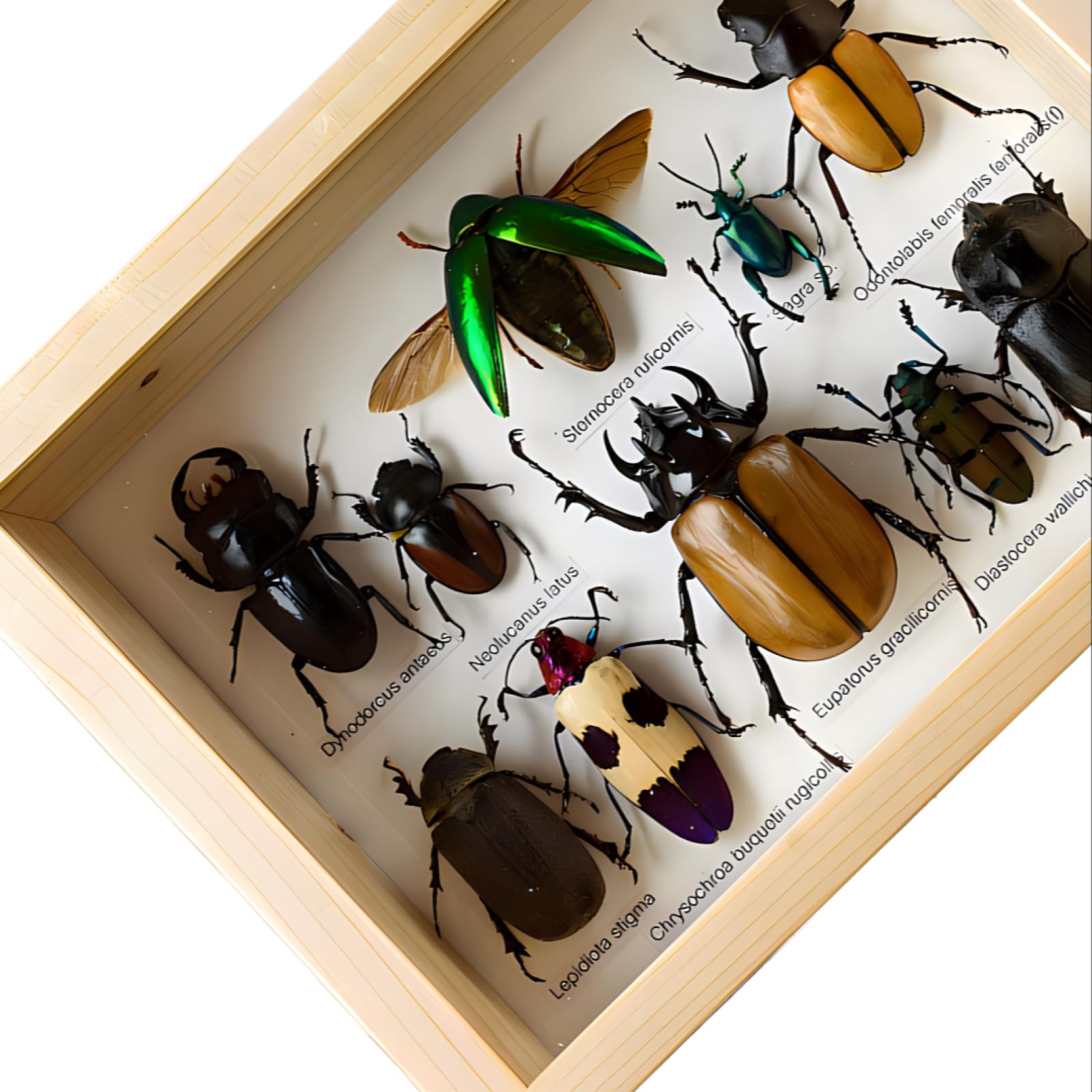 DRXRD Taxidermie D'insectes Mixtes, Vitrine D'exposition D'insectes Réels, Boîte D'exposition de Taxidermie avec Fermoir de Suspension et Cadre en Bois, Décoration Murale de Taxidermie A