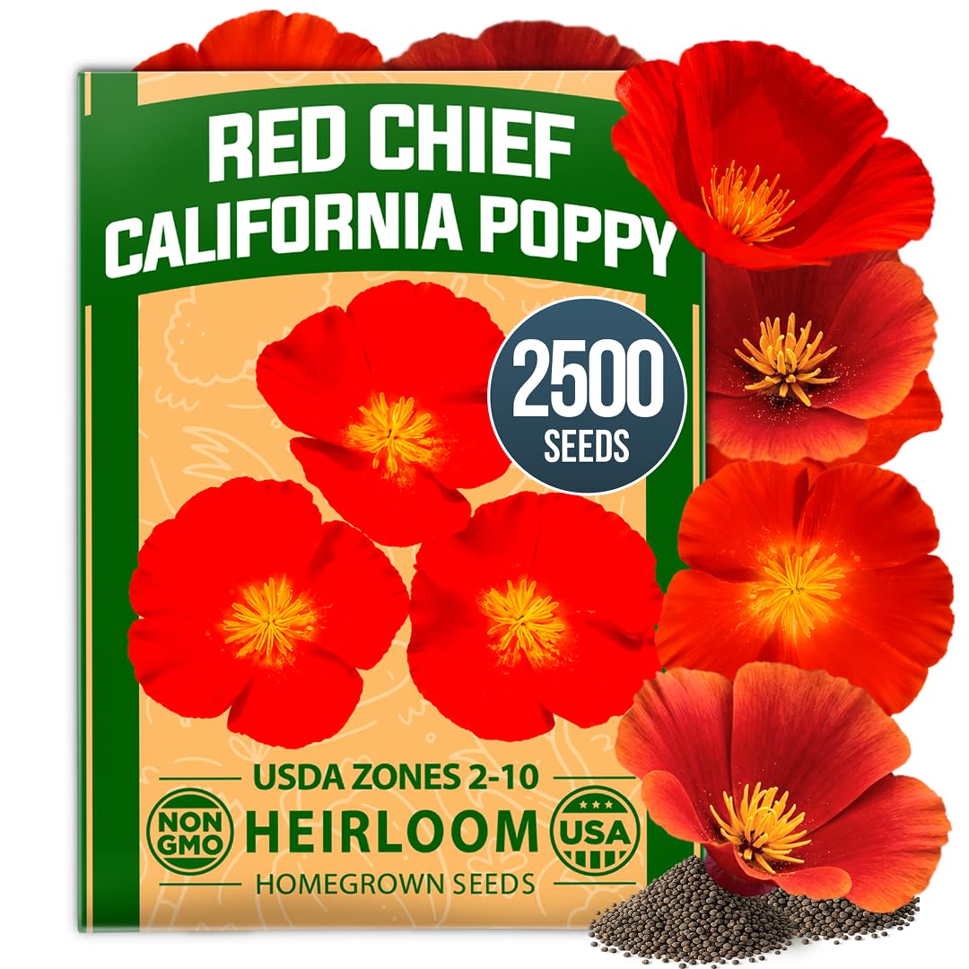 HOME GROWN Red Chief California Poppy Seeds, 2500 Eschscholzia californica