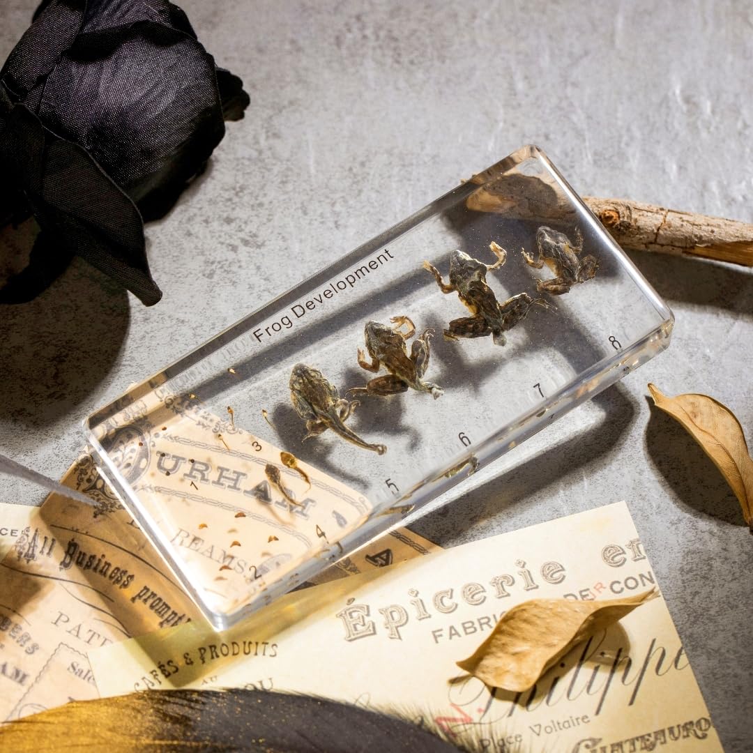Frog Development Specimen in Resin - Transparent Resin Block Showing Life Cycle from Egg to Adult Frog (5.5 x 2.5 x 0.8 Inches)