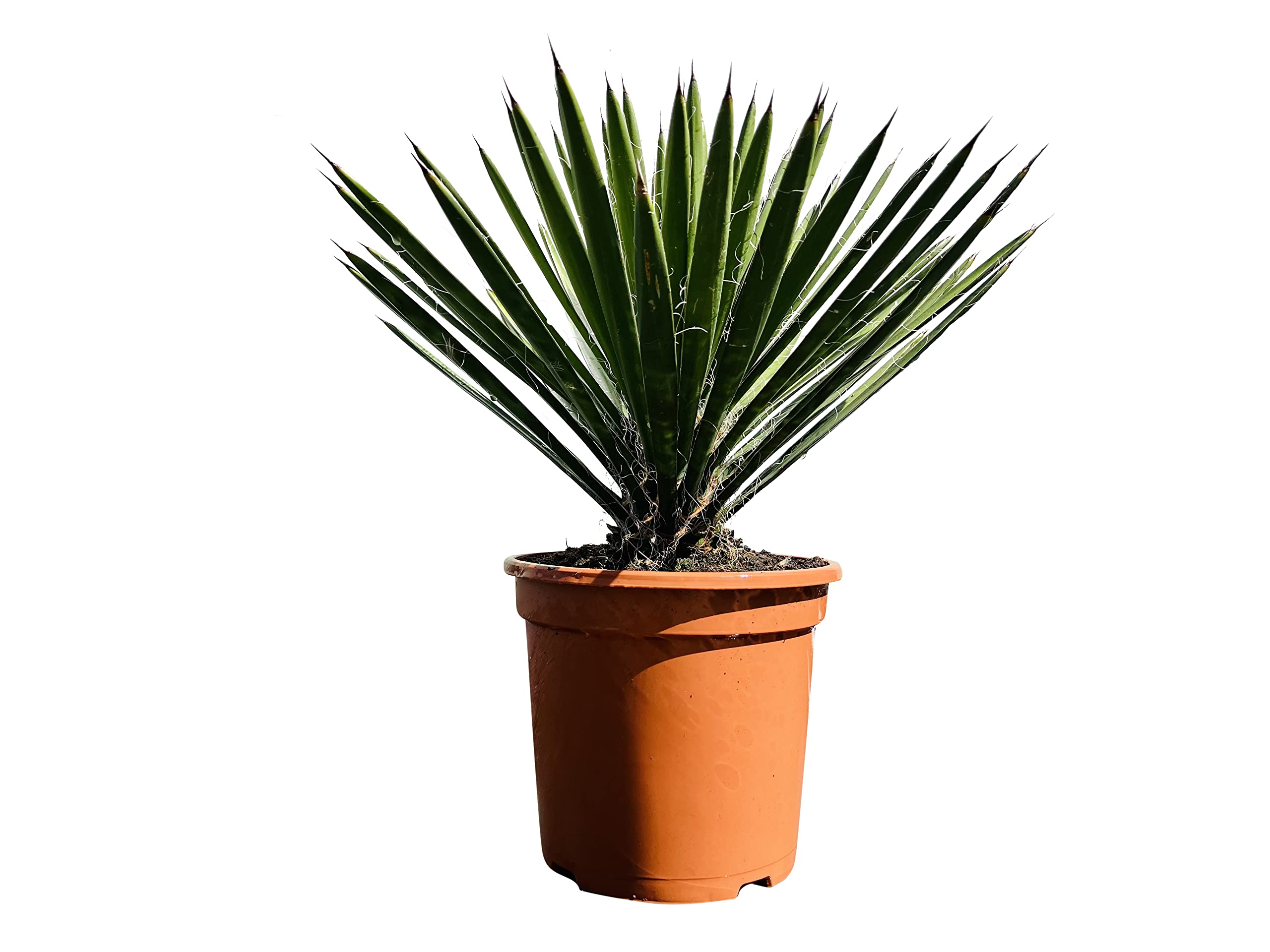 stechpalme auf stamm Amerikanische Stechpalme als Spalierbaum 'Nellie R. Stevens'