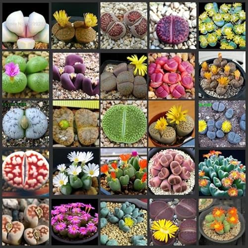 Succulent Lithops Live Plants, 20 Mixed Lithops Living Stones Succulents Planting 0.5-0.6 Inc Ornament Flower Pot Planting Garden Gift, Large Size #TOP2