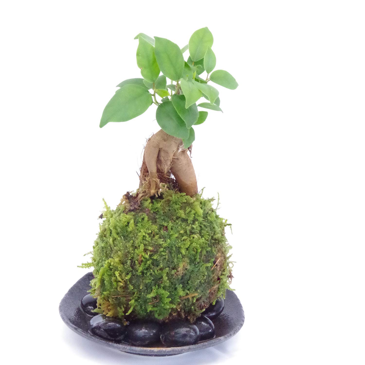 Amazon | 独特の樹形が人気【ガジュマルの苔玉・黒備前小器・敷石