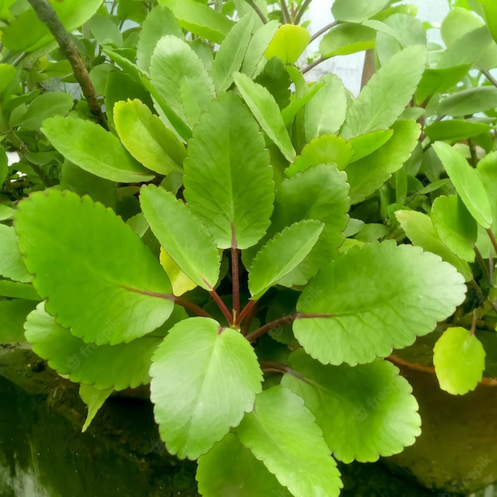 Gurveplantationi - Patharchatta Panfuti/Bryophyllum Pinnatum/Miracle Leaf Plant for Kidney Stone Medicinal Live Ayurvedic Kalanchoe Pinnata Plant (Patharchatta Kalanchoe Pinnata Plant, 6) (B0B7GH96RF) Amazon Price History, Amazon Price Tracker