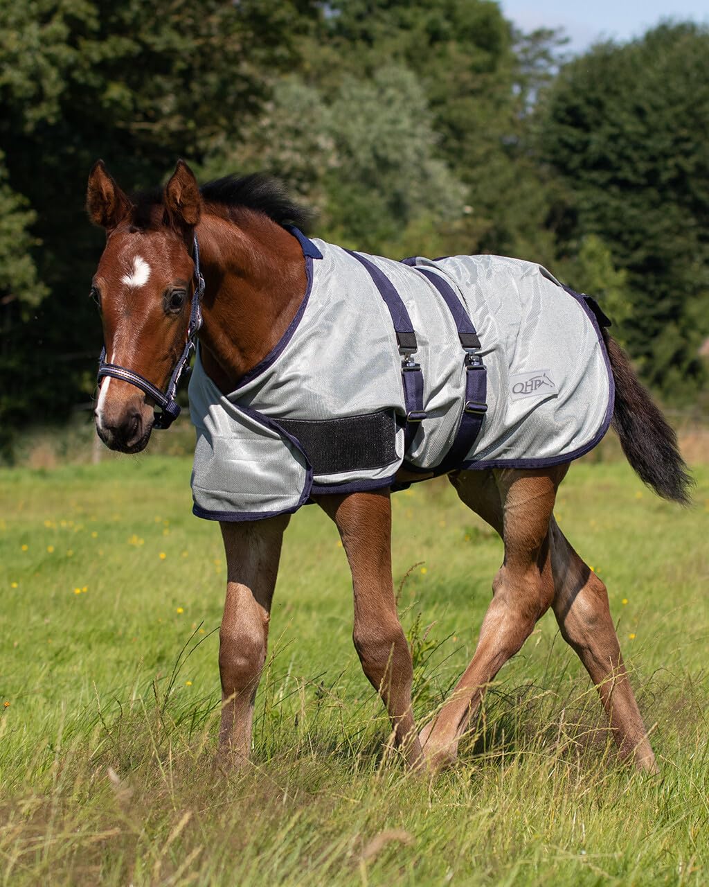 netproshop Fohlen Fliegendecke mit Schweiflatz Fohlenfliegendecke grau Gr. 65 und 80, Groesse:95, Farbe:Hellgrau