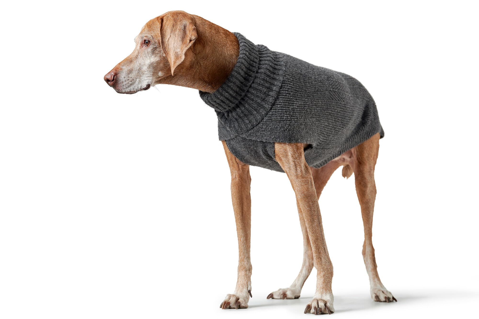 Hunter Hundepullover GENF, Farbe: anthrazit, Strickpullover für kalte Tage, weich, anschmiegsam, recyceltes Polyester, waschbar, umgschlagbarer Halskragen, hohe Elastizität, Größe: 30