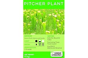 Sarracenia Purpurea Seeds: Unveil the Exotic Beauty of the Pitcher Plant