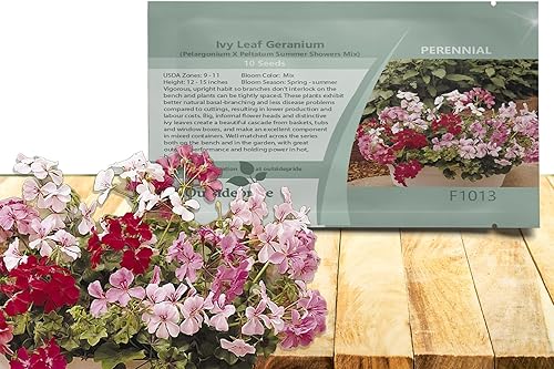 Outsidepride Ivy Leaf Geranio - Mezcla de plantas de interior o exterior para cestas bañeras cajas de ventana camas 10 semillas
