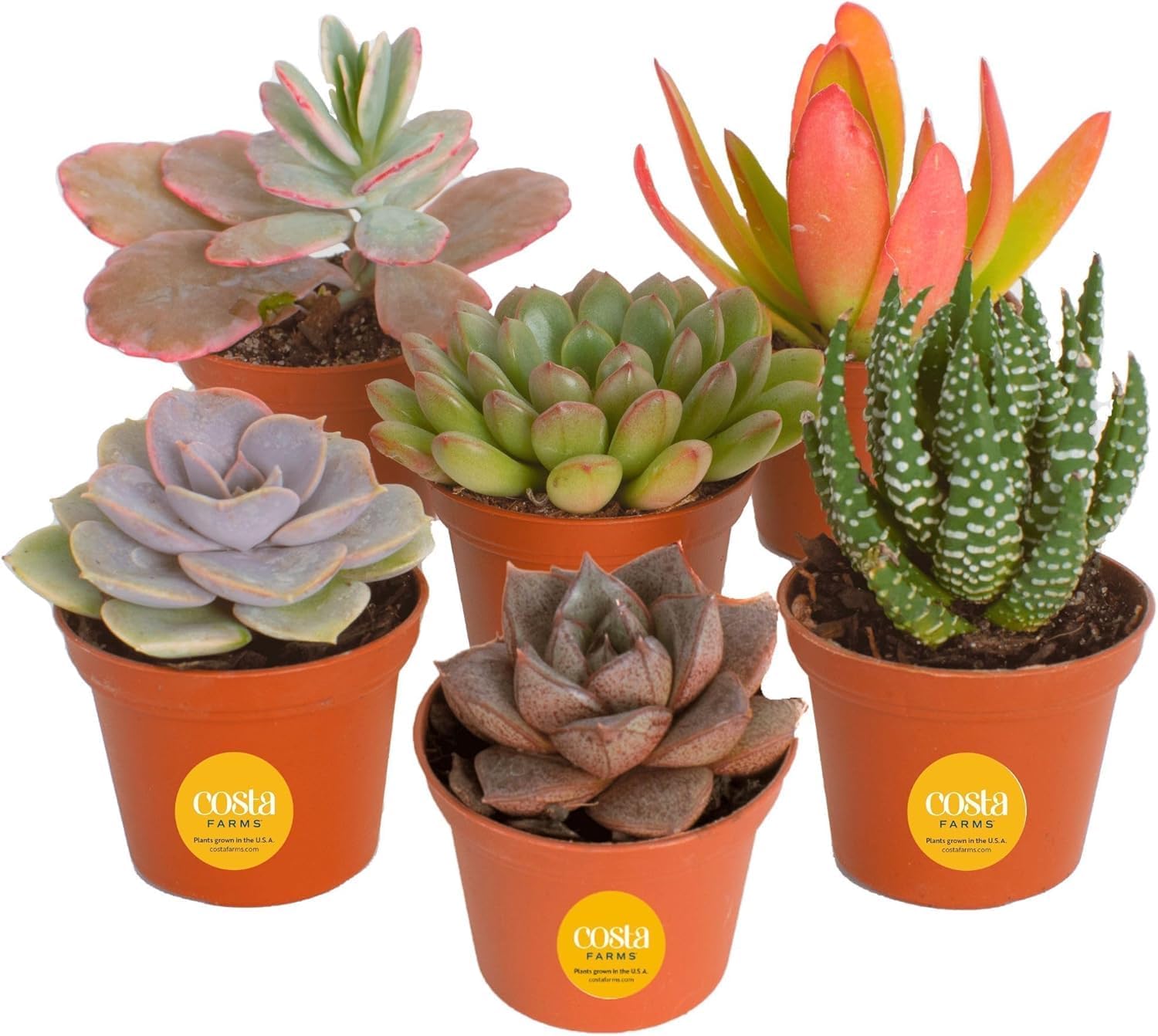 Costa Farms Mini Succulents Pack of 6 Live Indoor Plants - Easy Care Assorted 2-3.5" Succulents for Home Decor, Office & Gifts