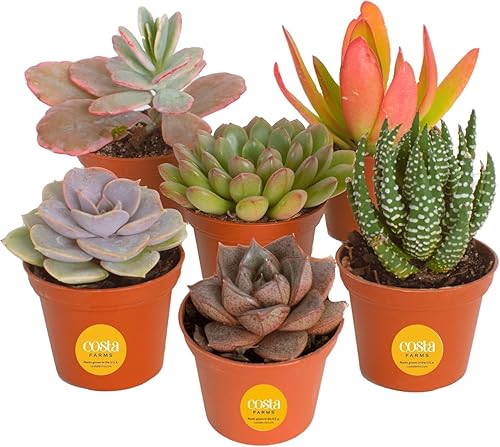 Miniatura 8 de Costa Farms Colección Mini Succulents Plantas suculentas vivas con macetas cultivadoras plantas de interior reales de 2 pulgadas de alto juego de