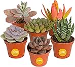 Costa Farms Succulents (6 Pack), Live Mini Succulent Plants, Grower's Choice Live Houseplants, Potted in Nursery Plant Pots, Potting Soil, Gift for Bulk Baby Shower, Bridal Shower, DIY Room Decor
