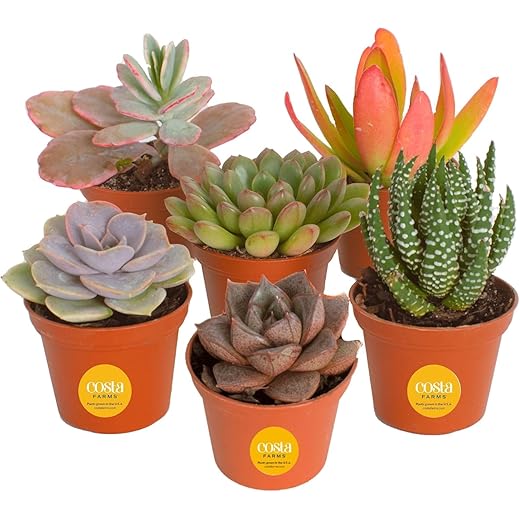 Costa Farms Succulents (6 Pack), Live Mini Succulent Plants, Grower's Choice Live Houseplants, Potted in Nursery Plant Pots, Potting Soil, Gift for Bulk Baby Shower, Bridal Shower, DIY Room Decor