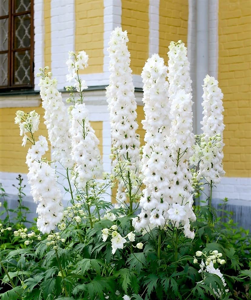Snow White Subalpine Larkspur Delphinium Giant Annual Flowers for Planting