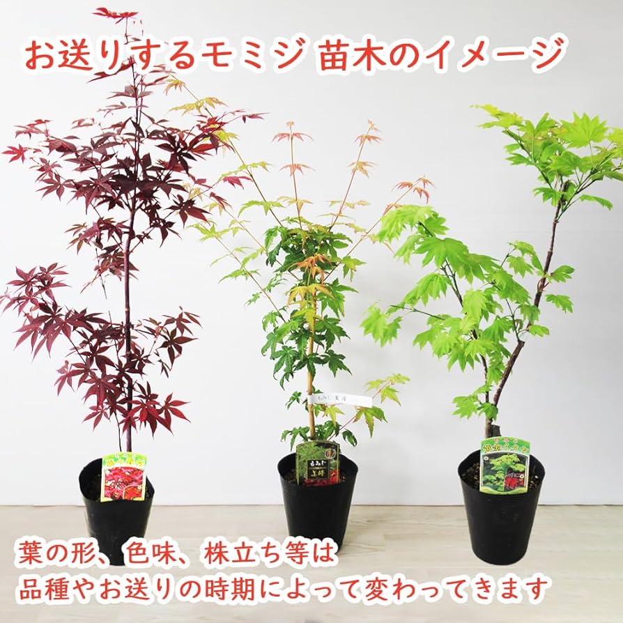 モミジ楓 71yzkyktgjL._AC_UF894,