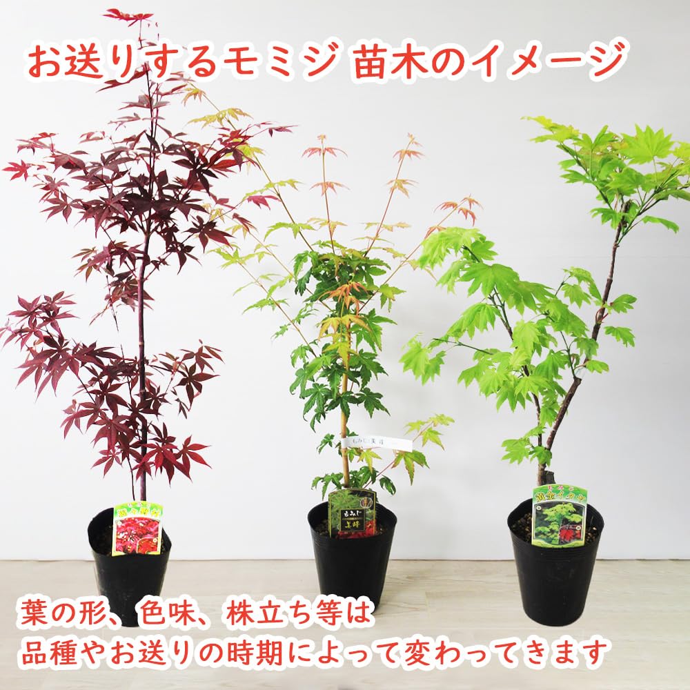 Amazon.co.jp: モミジ 苗木 【 16．紅羽衣 】 12cmロングポット