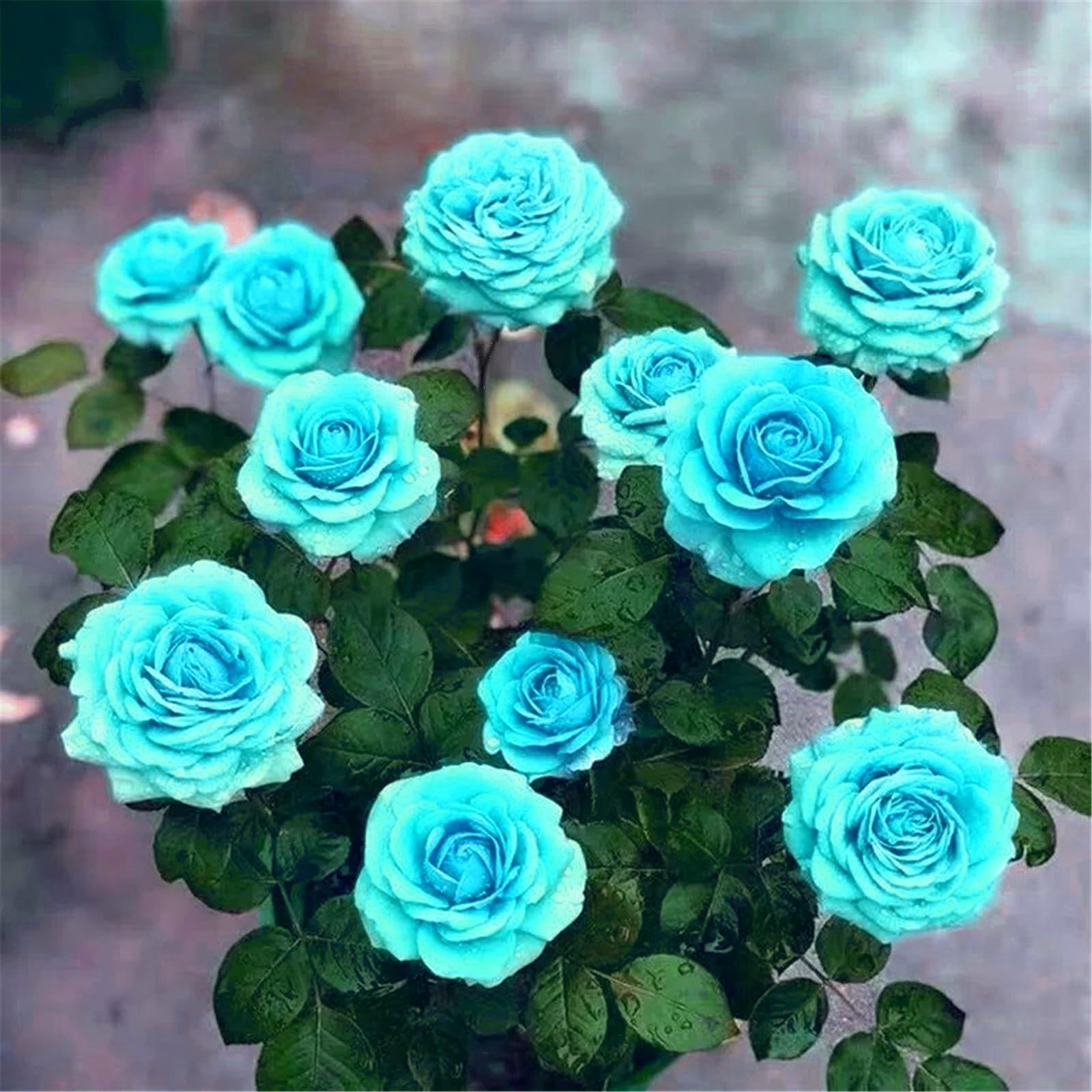 Unique Rose Bulbs for Planting Now UK Perennial Ornamental Greening Flower Display Natural Organic Excellent Good for Containers Cold-Resistant Rapid Growth Easy Planting-1bulb-D