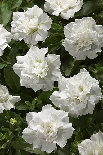 Nuevo 200pcs Semillas de Flor Doble Petunia Blanco Generic disponible en Yaxa Costa Rica