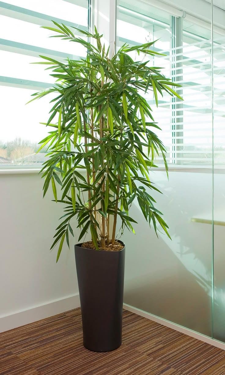 Dwarf Bamboo Live Plant with Grow Bag – Bambusa Multiplex Chinese Bamboo for Home Decoration & Air Purifying Garden Plant-image-20