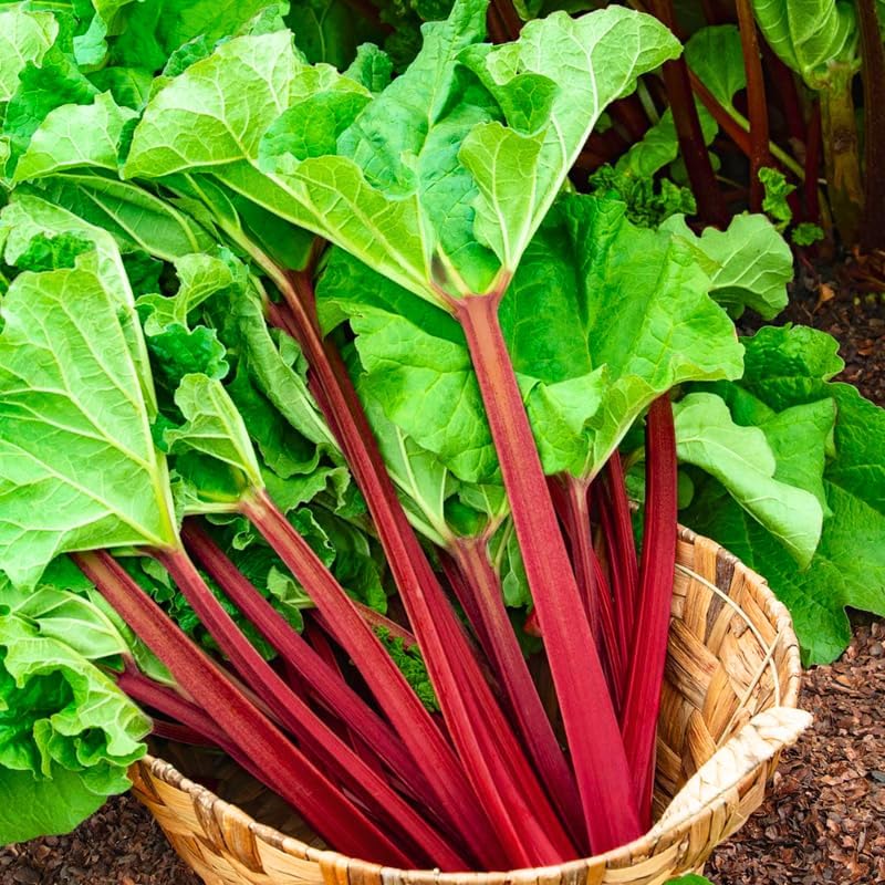 Lot of 5 Rhubarb Plants Live for Planting, Victoria Rhubarb Roots, Rhubarb Stalks, Hardy Perennial Vegetable