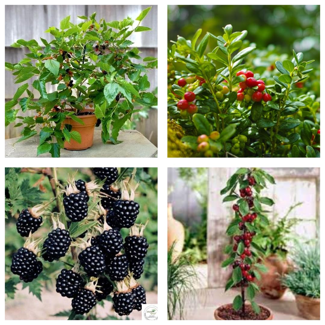 "Original & Authentic Blackberry, Cherry, Cranberry, Mulberry Combo Pack - Set of 4 Super Healthy Live Plants 12 Months Fruit Indoor/Outdoor Fruit Plant For Your Beautiful Home Gerden" (B0D9R16JR2) Amazon Price History, Amazon Price Tracker