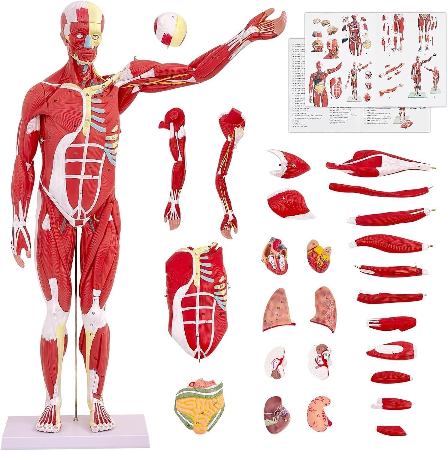 Model mięśni i narządów człowieka - 27-częściowa anatomia do edukacji i