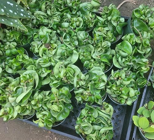 Live Hindu Indian Hoya Rope Plant - 3" Pot Live Hindu Indian Hoya Rope Plant - 3" Pot