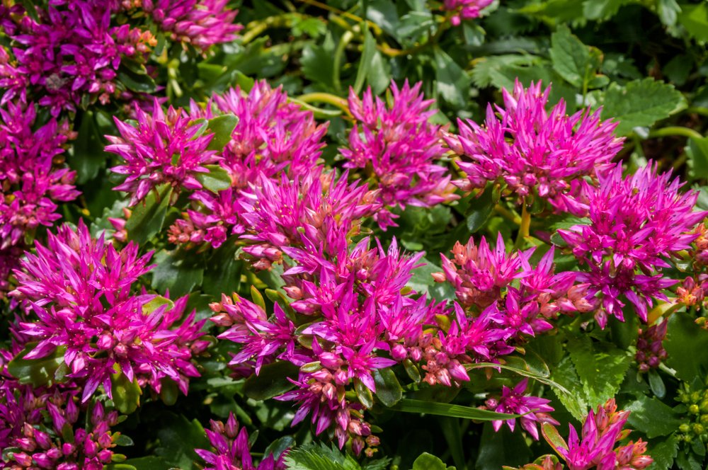 Sedum Spurium 'Summer Glory' 40 Seeds. Stonecrop,-Deep Crimson Colour Flowers