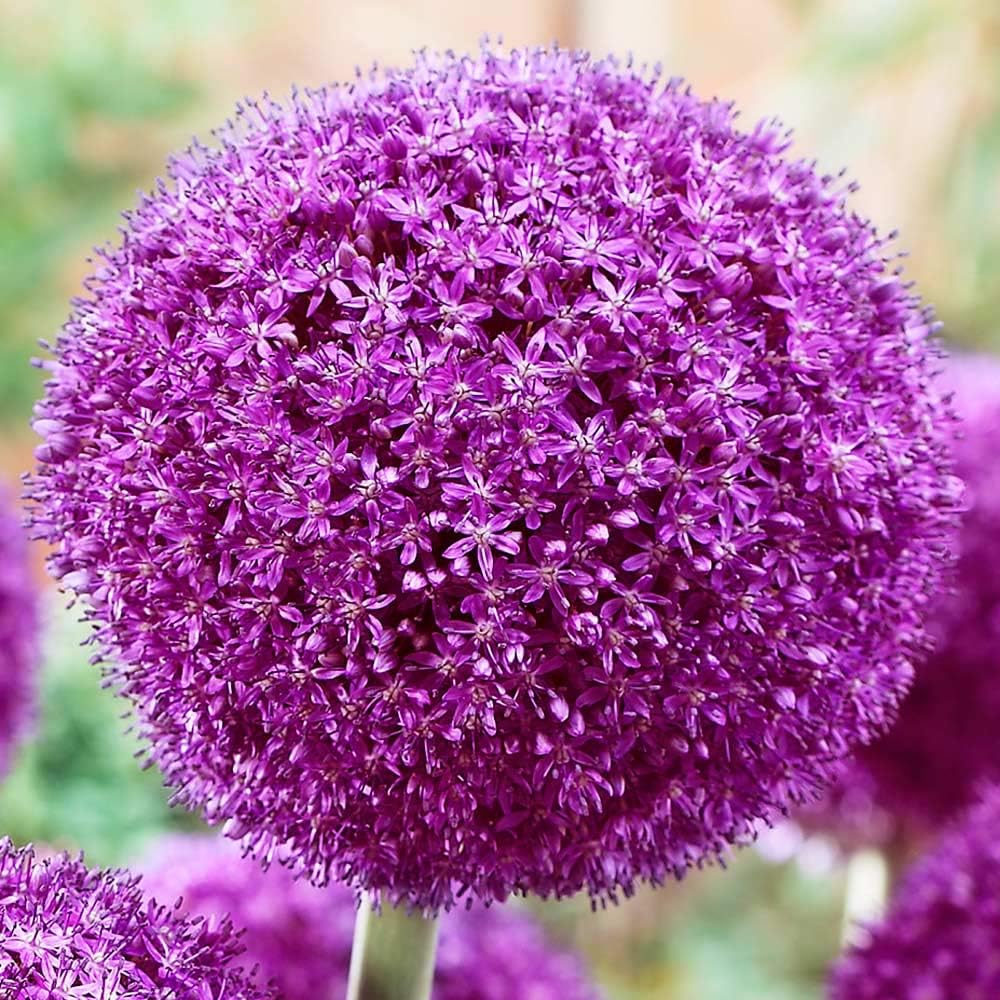 Bolly Bulbs - Allium Ambassador (5 Bulbs)