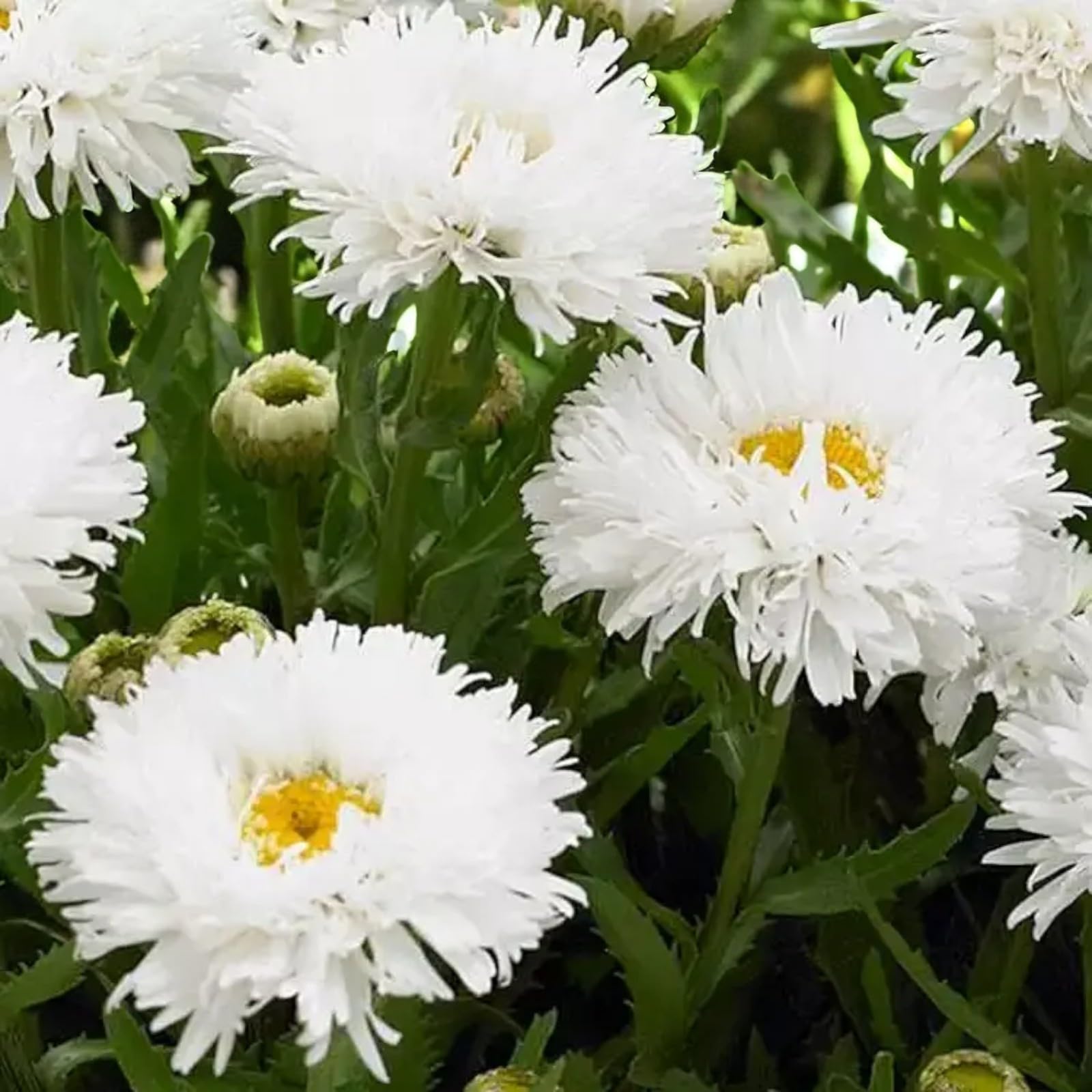 Carbeth Plants Leucanthemum Shasta Daisy in 9cm Pot - Hardy Perennial Cottage Garden Plant - White Daisy Style Flowers - Pollinator Friendly Summer Blooms (Ooh La Laspider, 3)