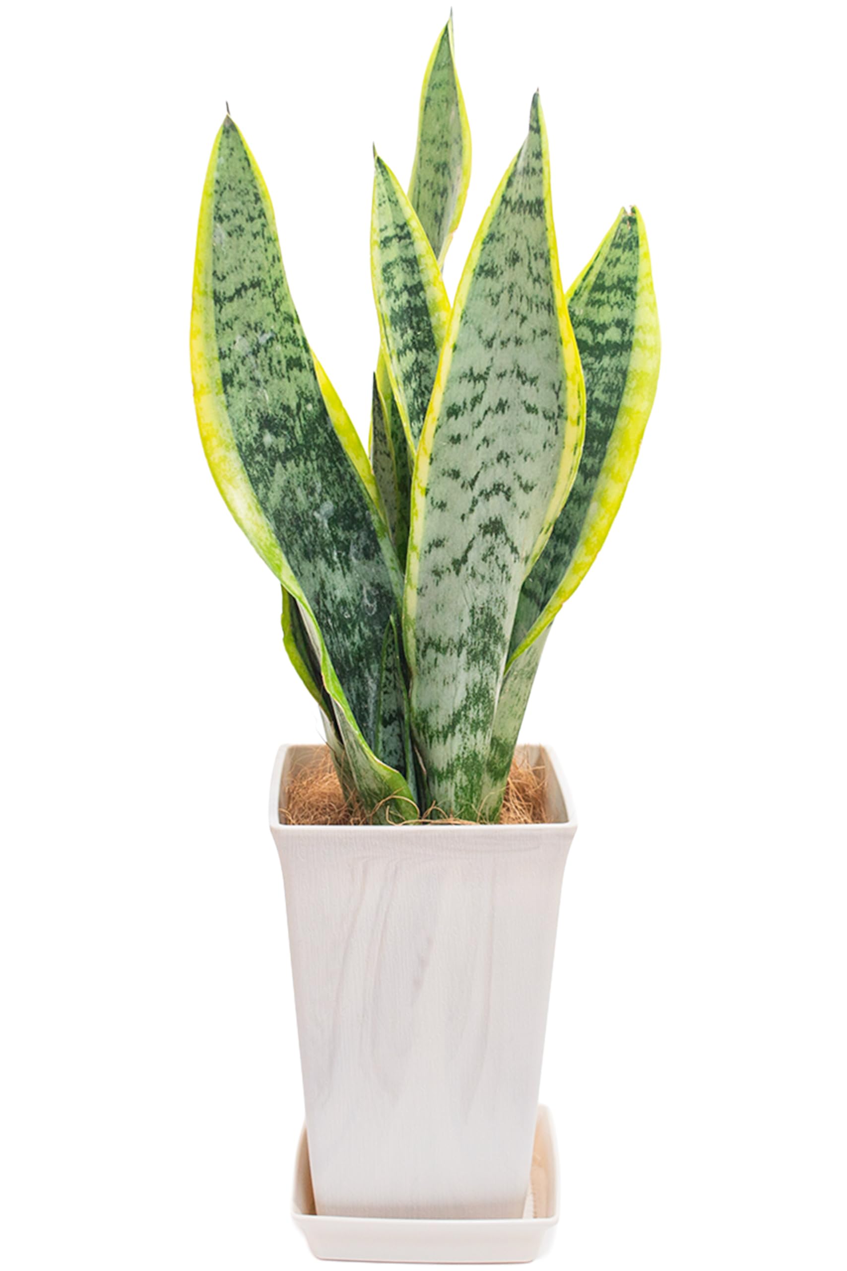 Amazon｜[ miipas ] サンスベリア 5号鉢 観葉植物 本物 スネーク 