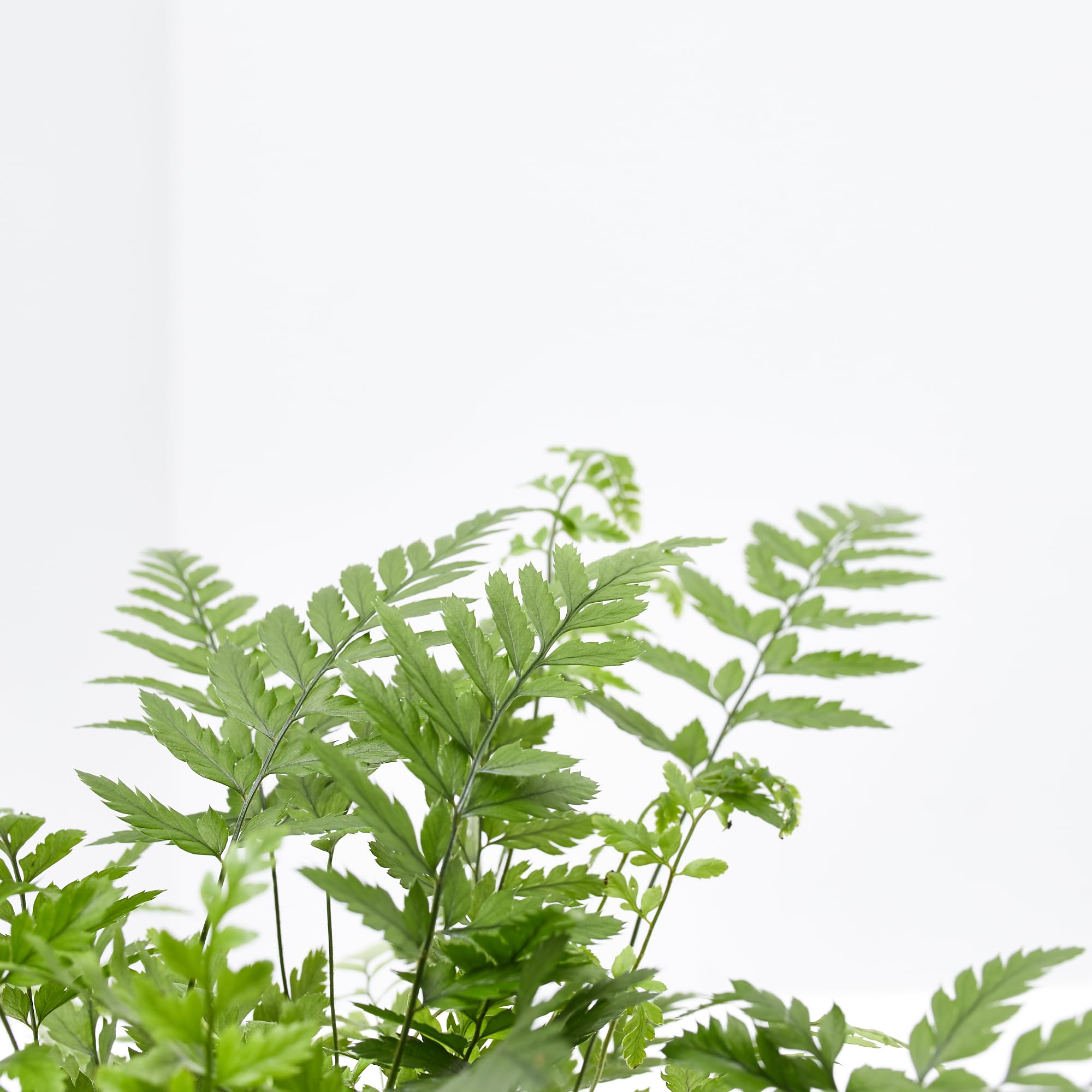 Verdecora Pack Plantas Colgantes en maceta Ø13cm: Planta del Dinero, Potho y Helecho | Set de Plantas Decorativas y Fáciles de Cuidar | Ideal para Hogar u Oficina