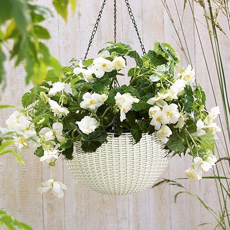 Amazon ラタン調 吊り下げ 鉢 ラウンド プランターカバー 水位計付き 観葉植物 ハンギングプランター ホワイト プランター