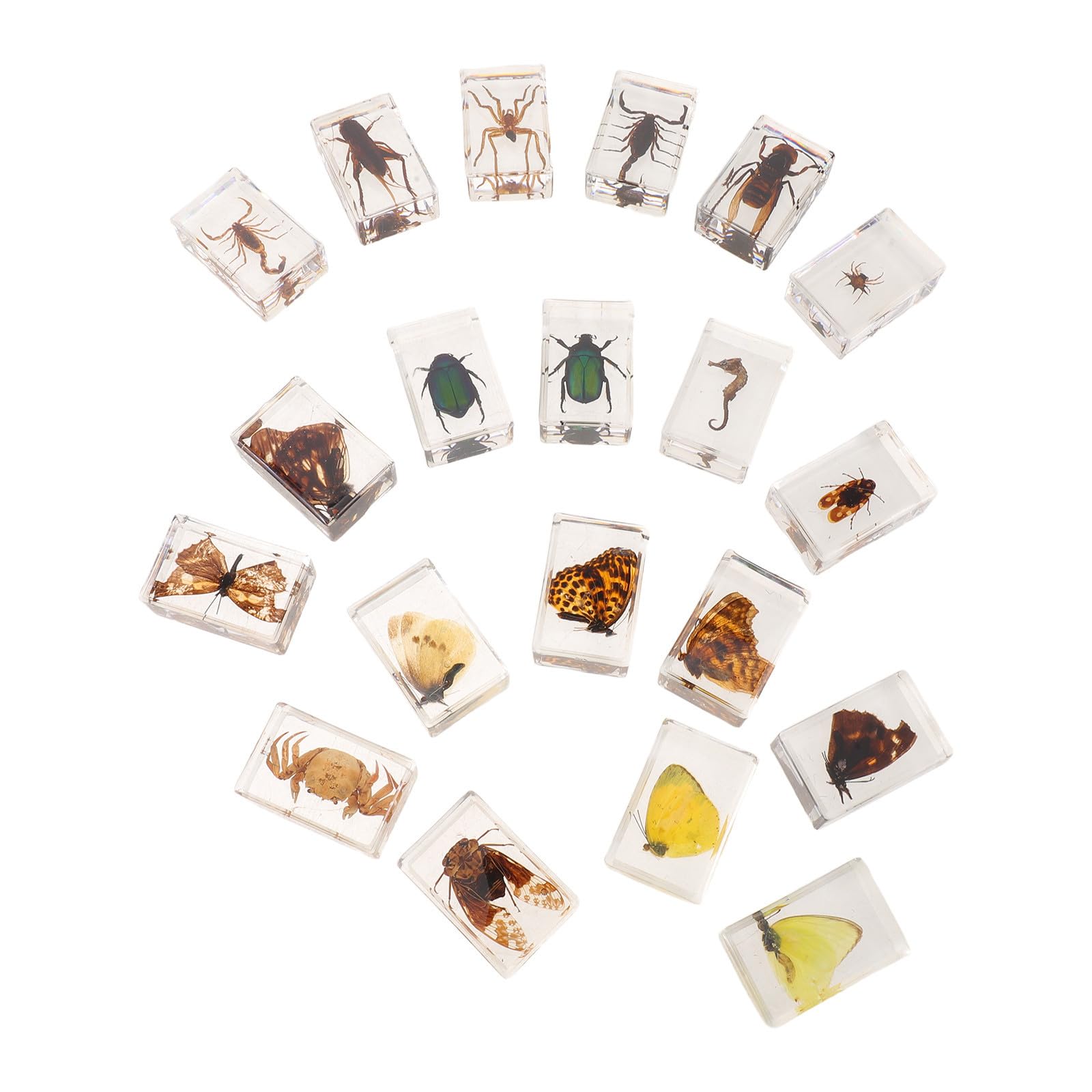 FRCOLOR 20 Pezzi Insetto in Resina Trasparente per Studio Biologico | Esposizione Sigillata, Visione Nitida, Uso Didattico, per Attività Scientifiche e Mostre di Campioni