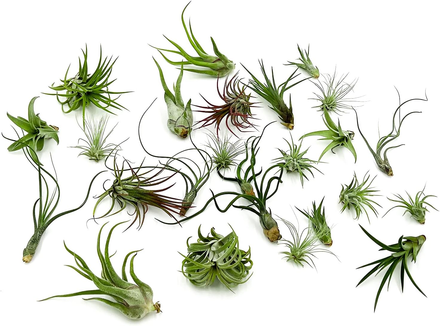 ragnaroc Air Plants Bulk - Tillandsia Variety Wholesale Pack, Regular 1-3" - 25ct - Live Arrival Guaranteed - House Plants for Home Decor & Gift