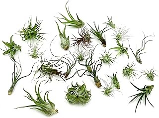 ragnaroc Air Plants Bulk - Tillandsia Variety Wholesale Pack, Regular 1-...