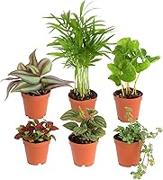 Costa Farms 6-Pack Mini Live Indoor Plants | Easy Care Air Purifying Houseplants for Home Office Decor, Gifts | 4-6" Tall